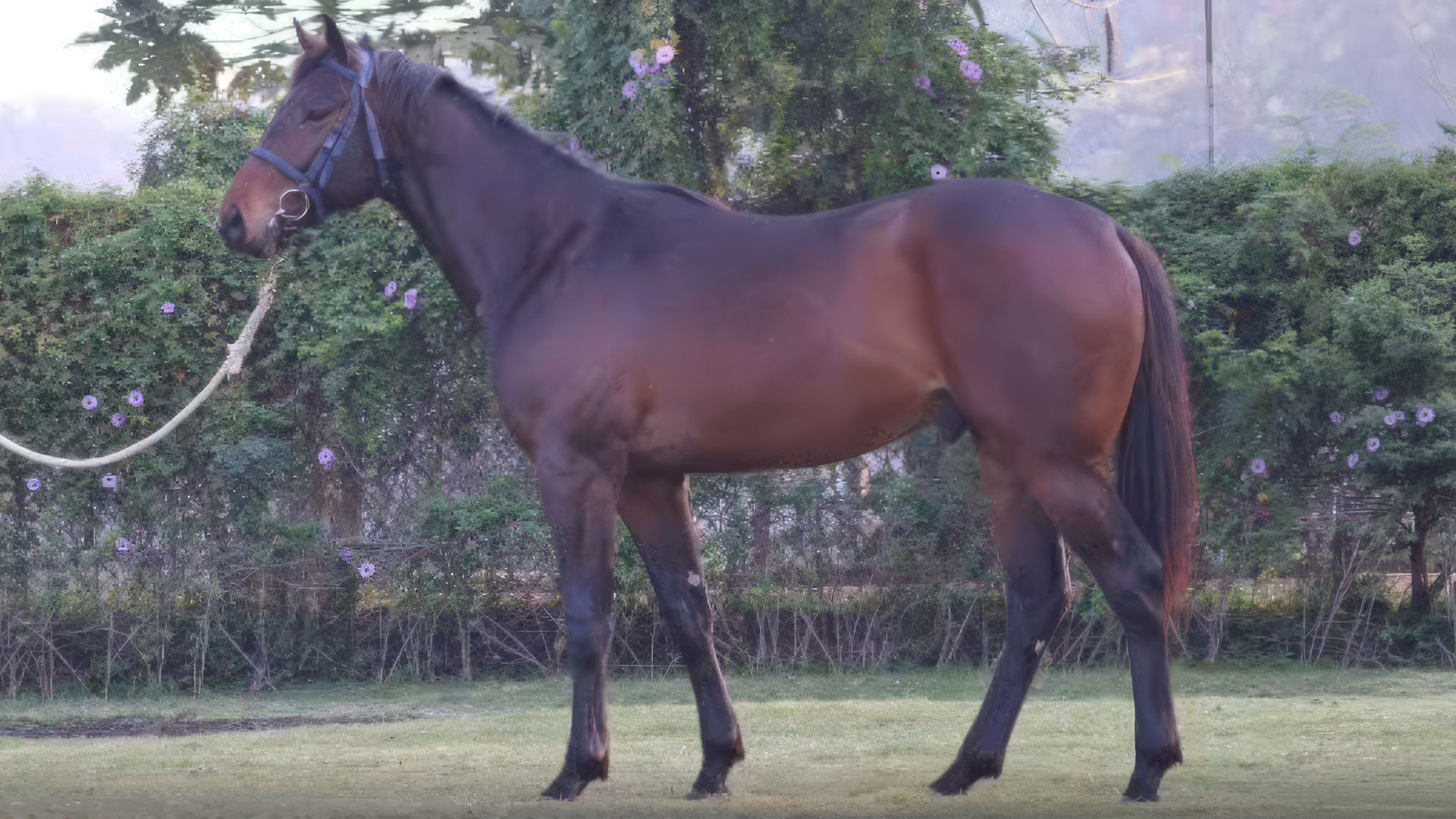 Bay Colt from Equus Stud Farm