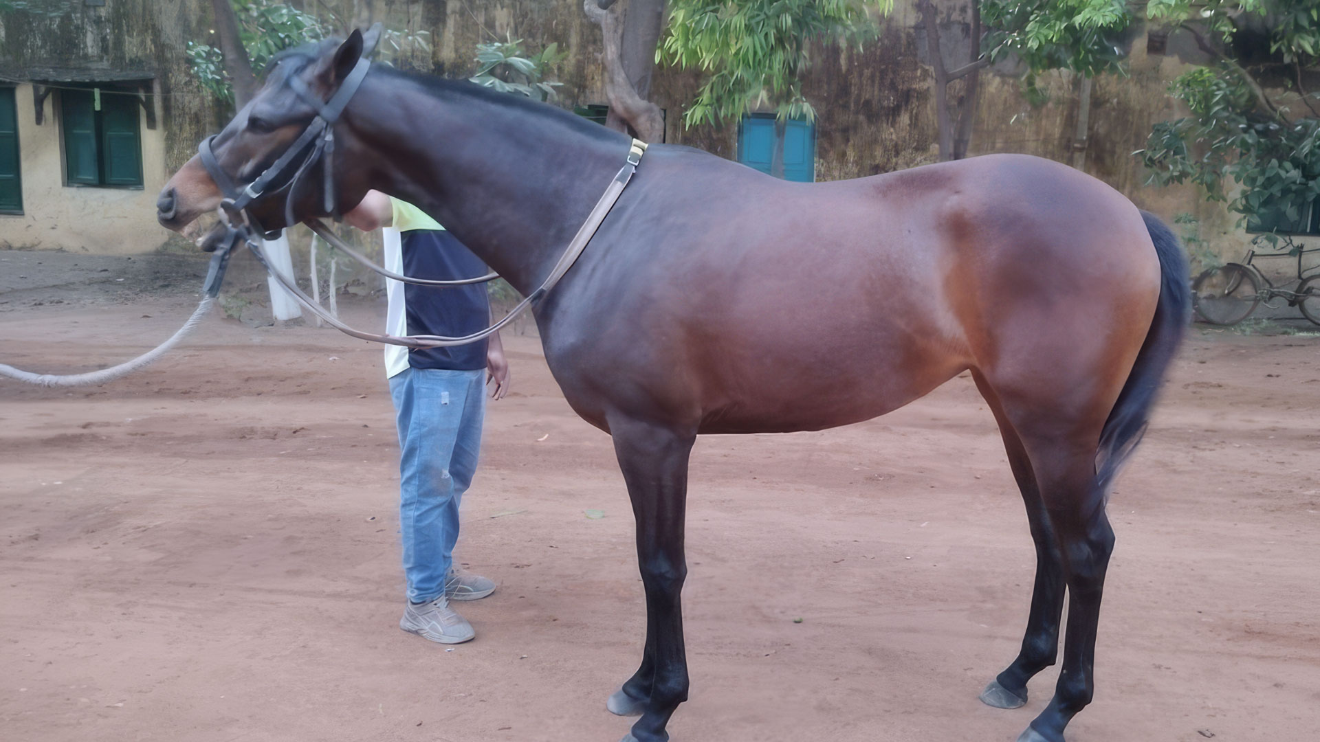 Bay Filly from Mukteshwar Stud Farm