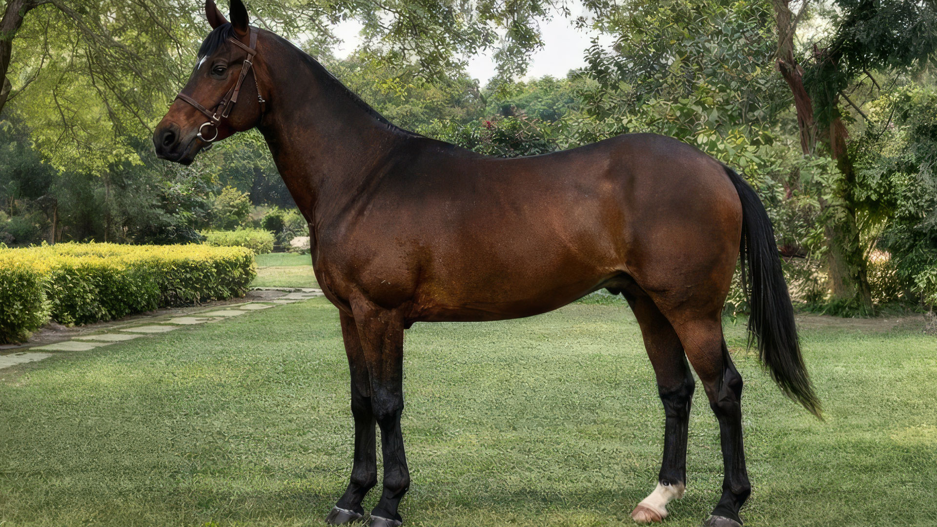Bay Colt from Mukteshwar Stud Farm