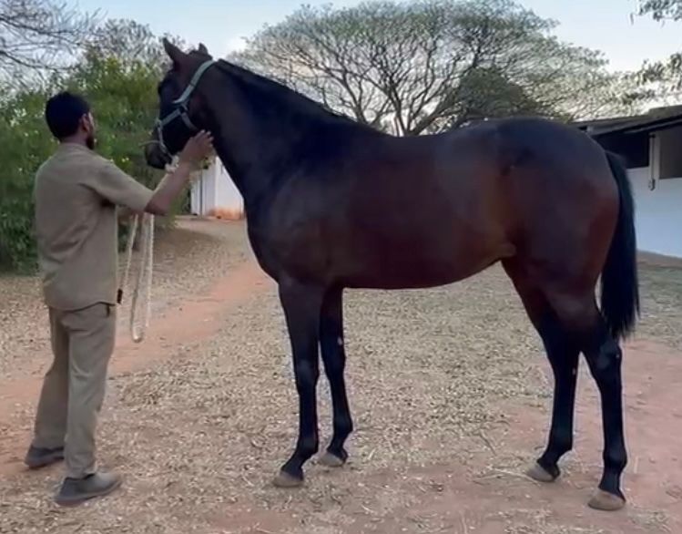 Bay Filly from Broadacres Stud Farm
